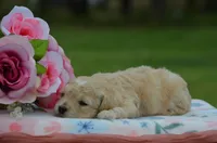 Bonny, a female Poodle - Miniature  for sale in Scurry, TX – Photo 2 of 4