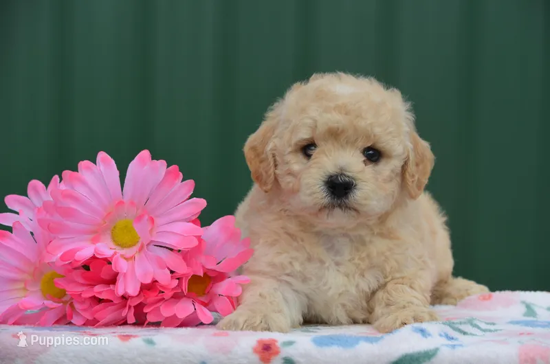Bonny – Poodle - Miniature  puppy for sale in Scurry, TX