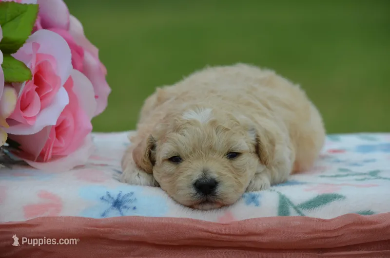 Bonny – Poodle - Miniature  puppy for sale in Scurry, TX