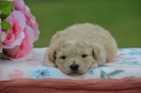 Bonny, a female Poodle - Miniature  for sale in Scurry, TX – Photo 1 of 4