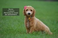 Bonny, a female Poodle - Miniature  for sale in Scurry, TX – Photo 4 of 4