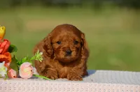 Tiffany, a female Cavapoo for sale in Scurry, TX – 1 of 2