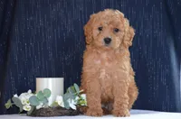 Winsten , a male Miniature Goldendoodle for sale in Scurry, TX – 2 of 4
