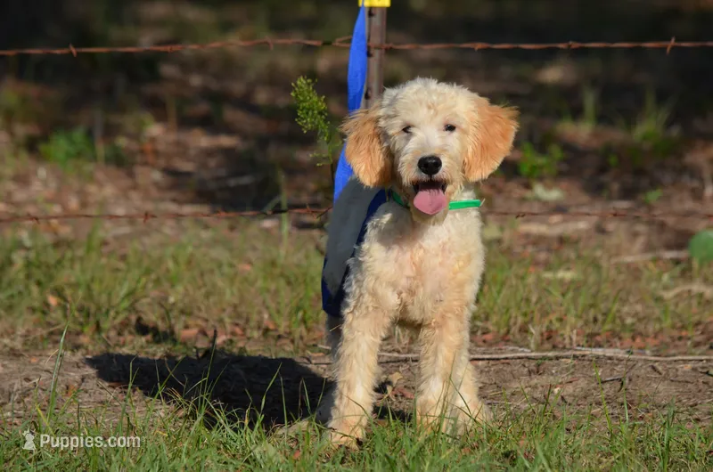 Diesel  – Miniature Goldendoodle puppy for sale in Scurry, TX