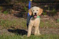 Diesel , a male Miniature Goldendoodle for sale in Scurry, TX – 1 of 6