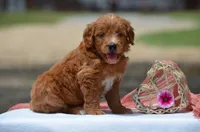 Lassy, a female Goldendoodle for sale in Scurry, TX – 1 of 4