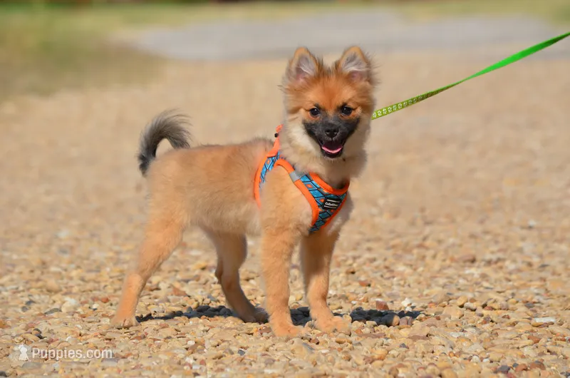Harko – Pomeranian puppy for sale in Scurry, TX