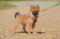 Harko, a male Pomeranian for sale in Scurry, TX – 1 of 9