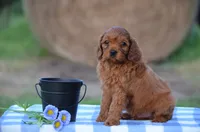 Hasco , a male Cavapoo for sale in Scurry, TX – 2 of 2