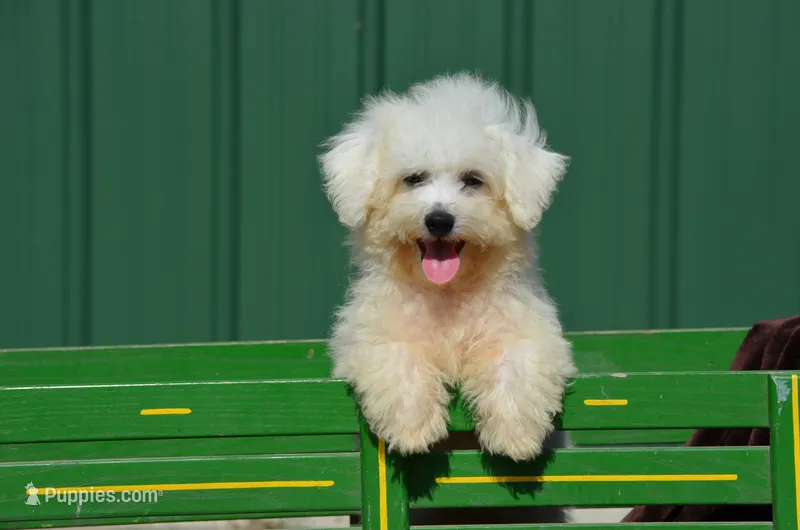 Marty – Bichon Frise puppy for sale in Scurry, TX