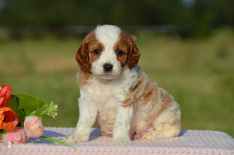 Toffee – Cavapoo puppy for sale in Scurry, TX