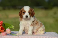 Toffee, a female Cavapoo for sale in Scurry, TX – 1 of 2