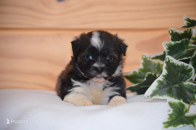 Diesel  – Havanese puppy for sale in Scurry, TX