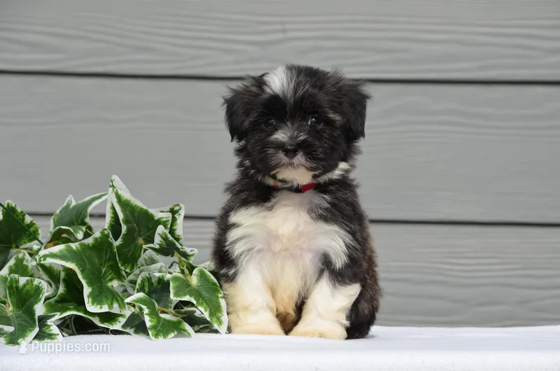 Diesel  – Havanese puppy for sale in Scurry, TX