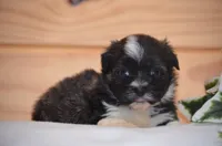 Diesel , a male Havanese for sale in Scurry, TX – Photo 2 of 4