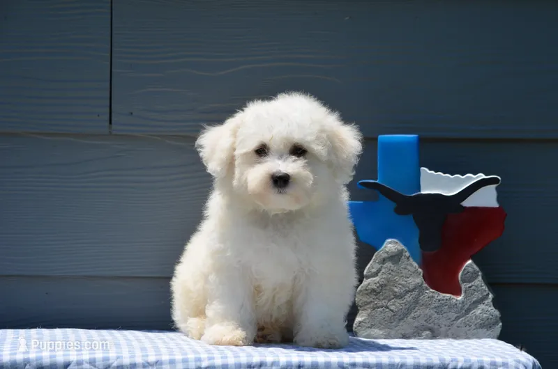 Masko  – Bichon Frise puppy for sale in Scurry, TX
