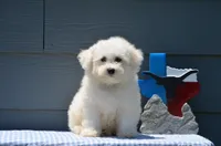 Masko , a male Bichon Frise for sale in Scurry, TX – 1 of 8