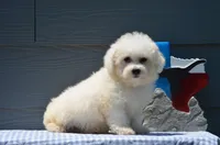 Marty, a male Bichon Frise for sale in Scurry, TX – 2 of 8