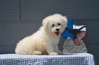 Masko , a male Bichon Frise for sale in Scurry, TX – 2 of 8