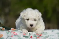 Masko , a male Bichon Frise for sale in Scurry, TX – Photo 2 of 4