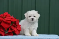 Masko , a male Bichon Frise for sale in Scurry, TX – 3 of 8