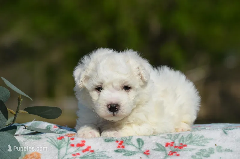 Masko  – Bichon Frise puppy for sale in Scurry, TX