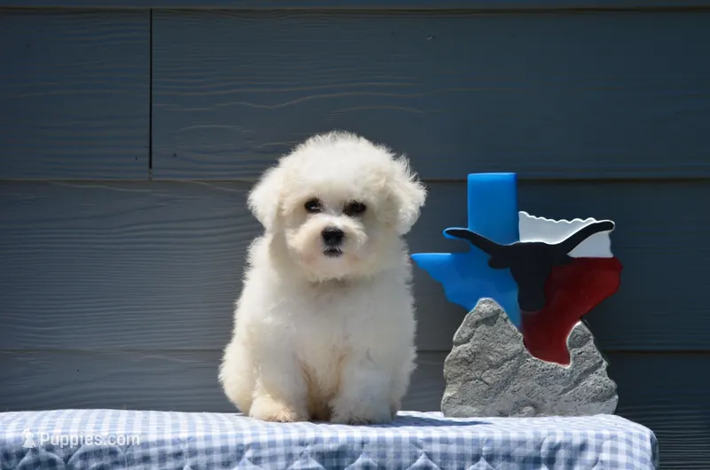 Marty – Bichon Frise puppy for sale in Scurry, TX