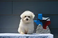 Marty, a male Bichon Frise for sale in Scurry, TX – 1 of 8