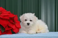 Masko , a male Bichon Frise for sale in Scurry, TX – 4 of 8