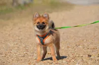 Harko, a male Pomeranian for sale in Scurry, TX – 2 of 9