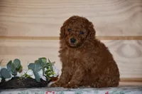 Sardo , a male Poodle - Miniature  for sale in Scurry, TX – 2 of 4