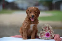 Lacey, a female Goldendoodle for sale in Scurry, TX – 2 of 4