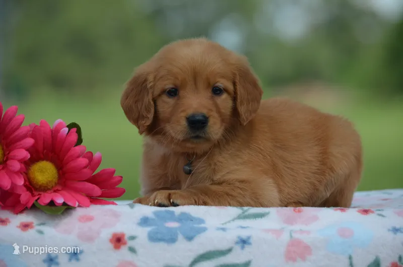 Rose – Golden Retriever puppy for sale in Scurry, TX