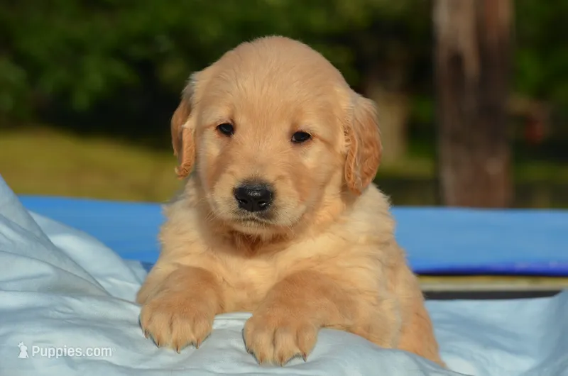 Casper  – Golden Retriever puppy for sale in Scurry, TX