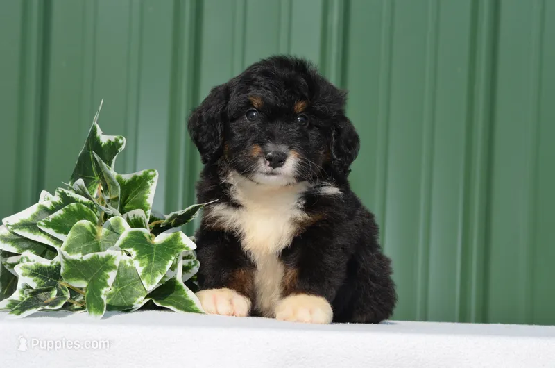 Freddy – Miniature Bernedoodle puppy for sale in Scurry, TX