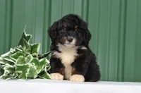 Freddy, a male Miniature Bernedoodle for sale in Scurry, TX – 1 of 4