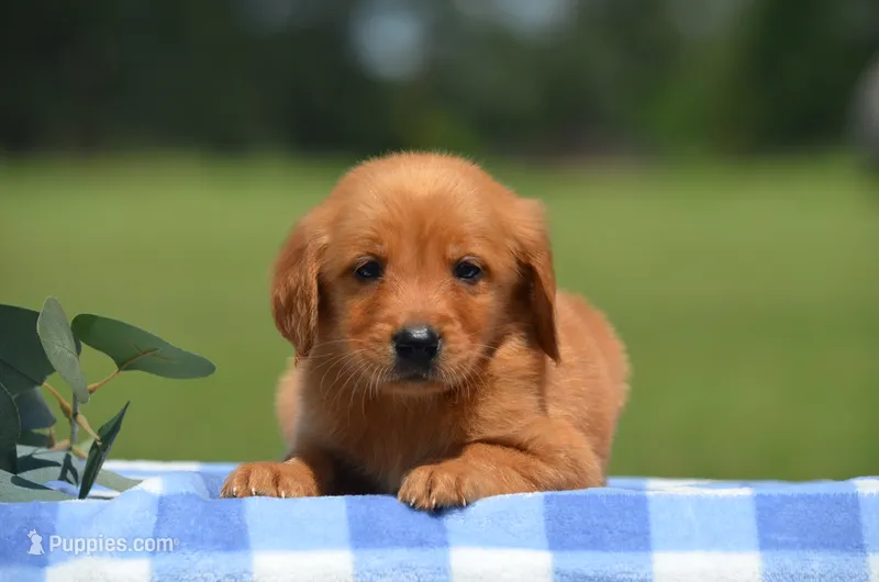 Renzo  – Golden Retriever puppy for sale in Scurry, TX