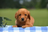 Renzo , a male Golden Retriever for sale in Scurry, TX – 1 of 2