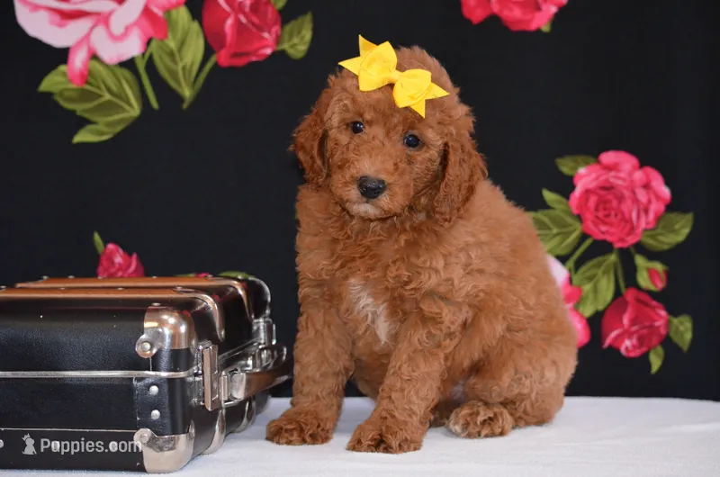 Shayla – Poodle - Miniature  puppy for sale in Scurry, TX