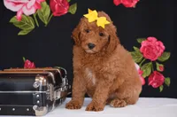 Shayla, a female Poodle - Miniature  for sale in Scurry, TX – 1 of 6