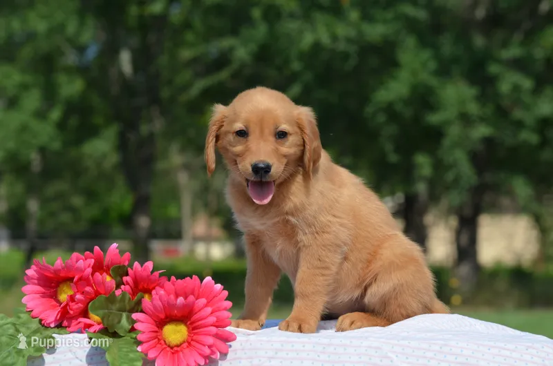 Stella – Golden Retriever puppy for sale in Scurry, TX