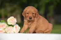 Shayla , a female Golden Retriever for sale in Scurry, TX – Photo 2 of 4