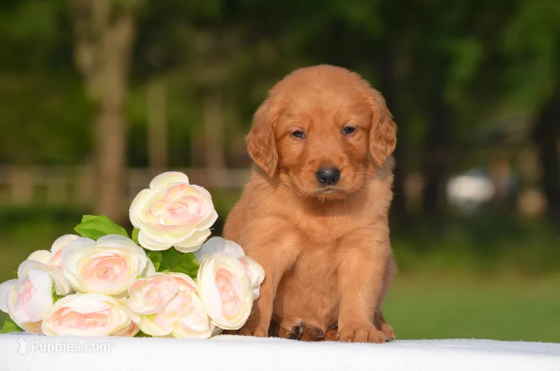 Shayla  – Golden Retriever puppy for sale in Scurry, TX