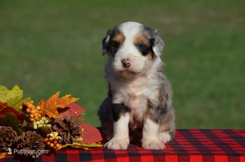 Wendy – Aussiedoodle, Bernedoodle puppy for sale in Scurry, TX