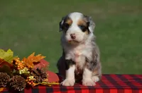 Wendy, a female Aussiedoodle and Bernedoodle for sale in Scurry, TX – 1 of 5