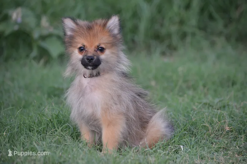 Hasko – Pomeranian puppy for sale in Scurry, TX