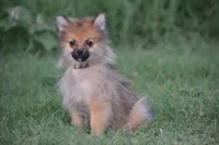 Hasko, a male Pomeranian for sale in Scurry, TX – 3 of 10