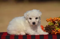 Thea, a female Bichon Frise for sale in Scurry, TX – 2 of 4