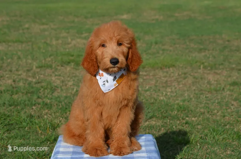 Leon – Goldendoodle puppy for sale in Scurry, TX