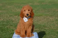 Leon, a male Goldendoodle for sale in Scurry, TX – 1 of 7